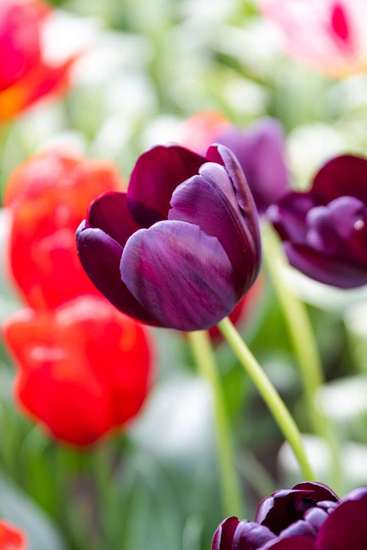 Tulpe 'Queen of Night'